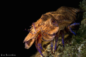 Spanish Lobster ( night-dive ) by Rico Besserdich 